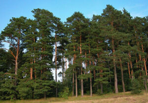 Baltic Pine, Plantation Timber, Sustainable